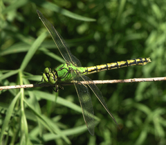 Ophiogomphus cecilia