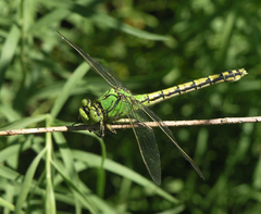 Ophiogomphus cecilia