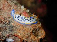 Hypselodoris maritima