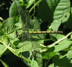 Ophiogomphus cecilia