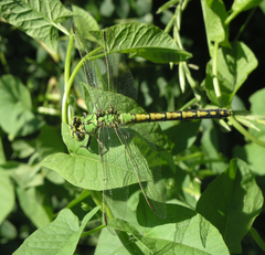 Ophiogomphus cecilia