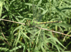 Ophiogomphus cecilia