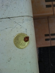 Epilachna chrysomelina