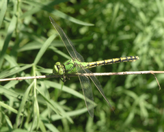 Ophiogomphus cecilia