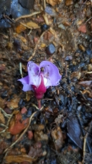 Macropsychanthus scabrus