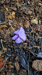 Macropsychanthus scabrus