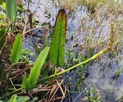 Pontederia cordata