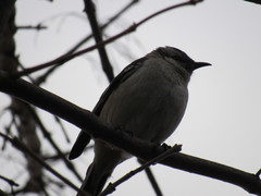 Mimus saturninus