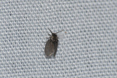 Psychodidae