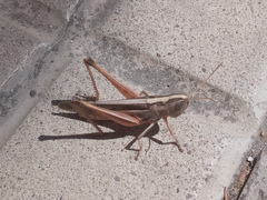 Staurorhectus longicornis