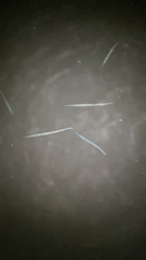 Tylosurus crocodilus