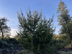 Cupressus abramsiana