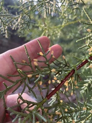 Cupressus abramsiana