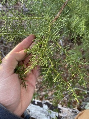 Cupressus abramsiana