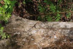 Plestiodon laticeps