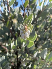 Arctostaphylos silvicola