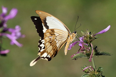 Papilio dardanus