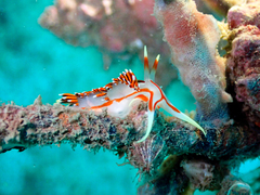 Phidiana militaris