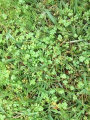 Hydrocotyle tripartita