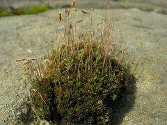 Ptychostomum creberrimum