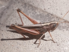 Staurorhectus longicornis
