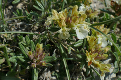 Teucrium montanum