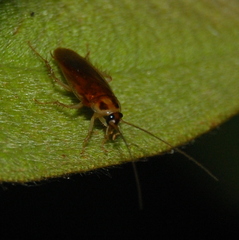 Ischnoptera bilunata
