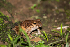 Oreobates quixensis