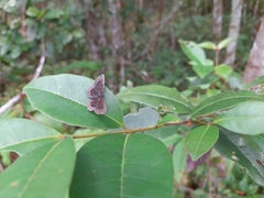 Riodinidae