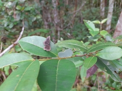 Riodinidae