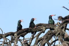 Phoeniculus purpureus