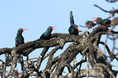 Phoeniculus purpureus