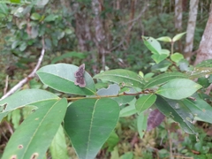 Riodinidae
