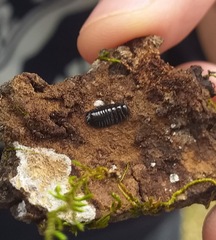 Tachypodoiulus niger