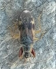 Pseudopamera nitidula