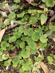 Hydrocotyle nepalensis