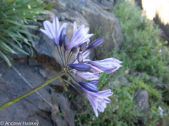 Agapanthus campanulatus