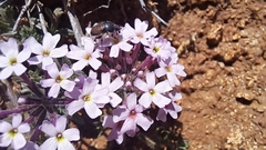 Glandularia laciniata