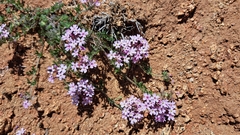 Glandularia laciniata