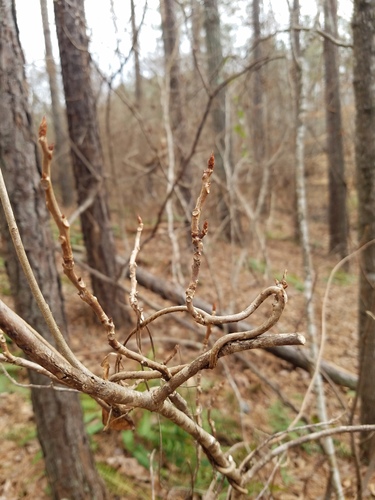 Bay starvine (Schisandra glabra)