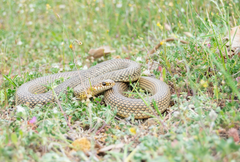 Dolichophis caspius