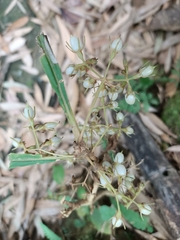 Rhynchotechum discolor