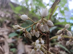 Rhynchotechum discolor