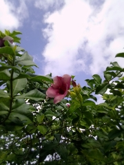 Allamanda blanchetii