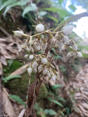 Rhynchotechum discolor