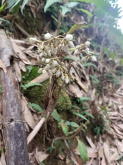 Rhynchotechum discolor