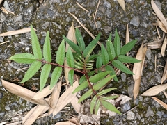 Zanthoxylum ailanthoides