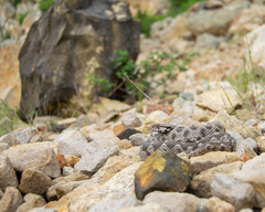 Montivipera xanthina