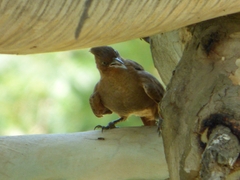 Pseudoseisura lophotes