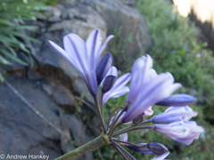 Agapanthus campanulatus